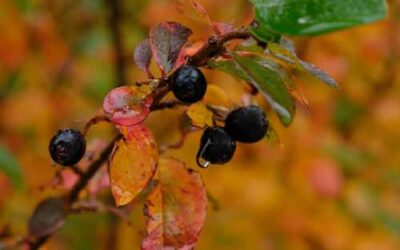 Aronia danger : ce que vous devez savoir avant de consommer cette baie