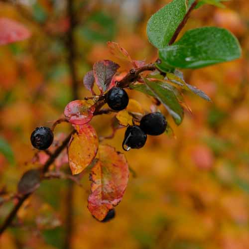 Aronia danger : ce que vous devez savoir avant de consommer cette baie