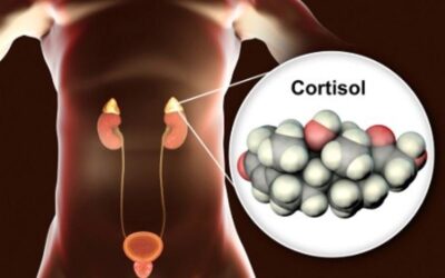 Prise de poids et cortisol : pourquoi le stress fait-il grossir ?